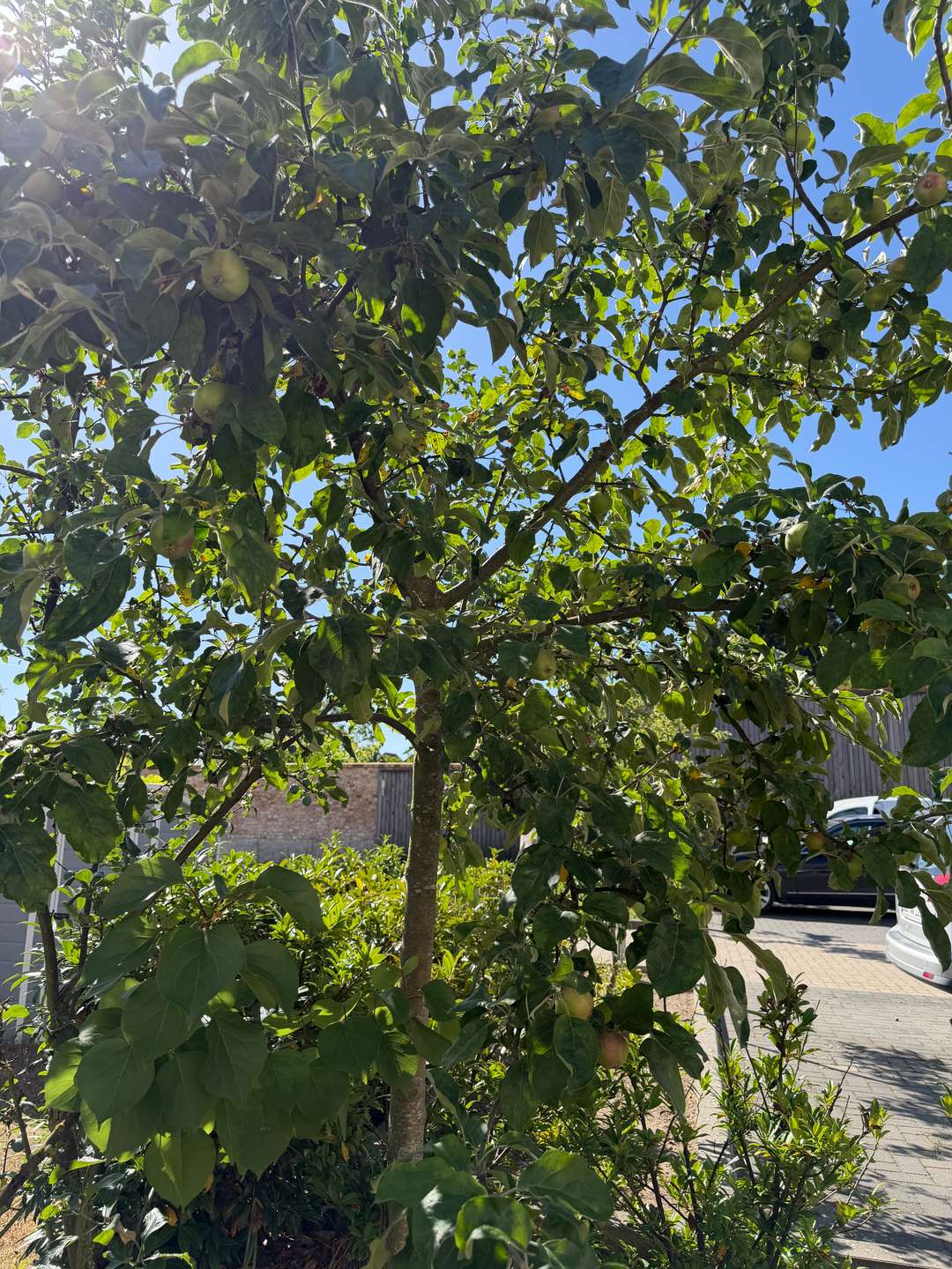 Garten Apfelbaum